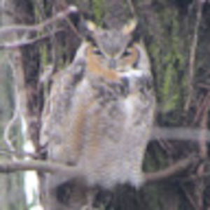 Meet your Posher, Salvatore